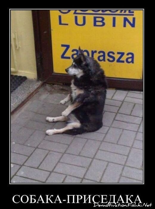 Смешной демотиватор от zubrilov за 14.01.2011 №65340