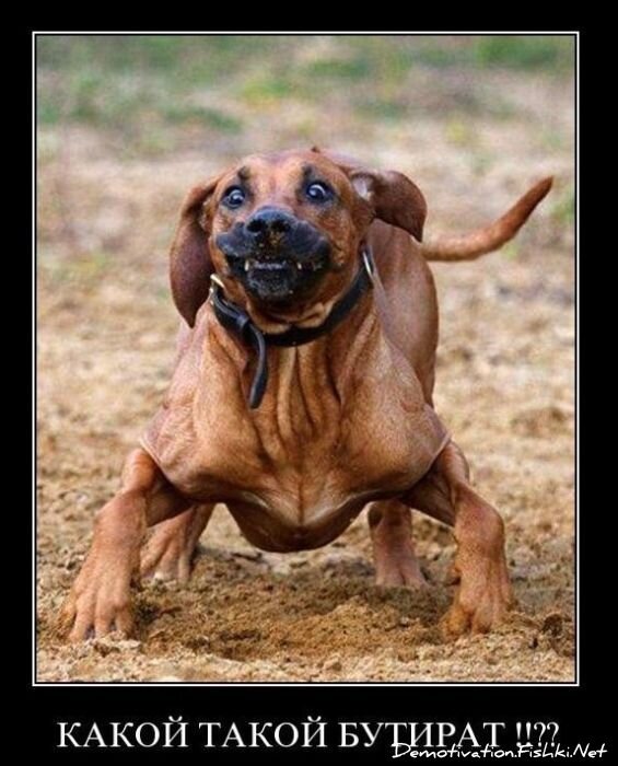 Смешной демотиватор от zubrilov за 14.01.2011 №65353