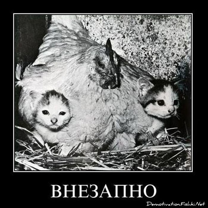 Смешной демотиватор от zubrilov за 14.01.2011 №65363