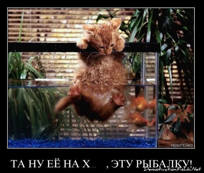 Смешной демотиватор от zubrilov за 14.01.2011 №65381