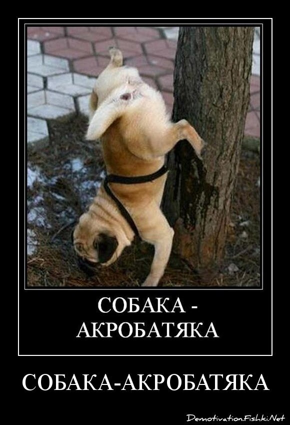 СОБАКА-АКРОБАТЯКА