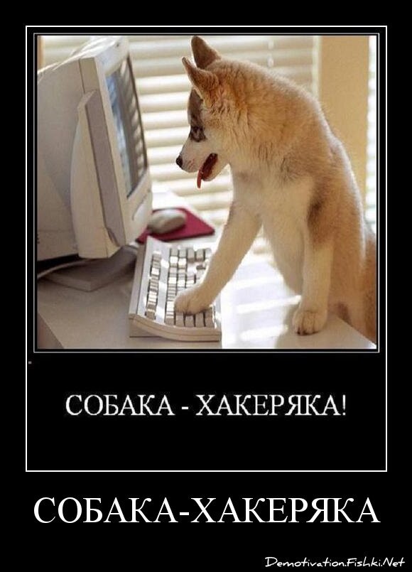 СОБАКА-ХАКЕРЯКА
