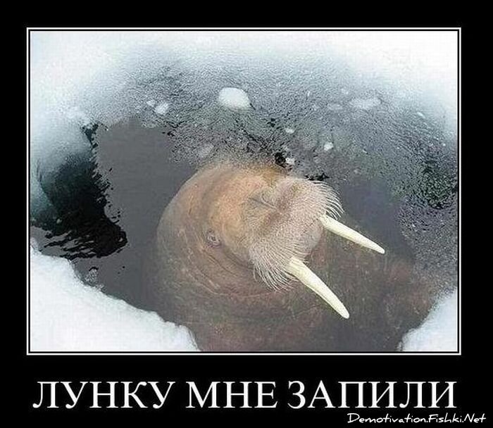 Смешной демотиватор от zubrilov за 19.01.2011 №65770