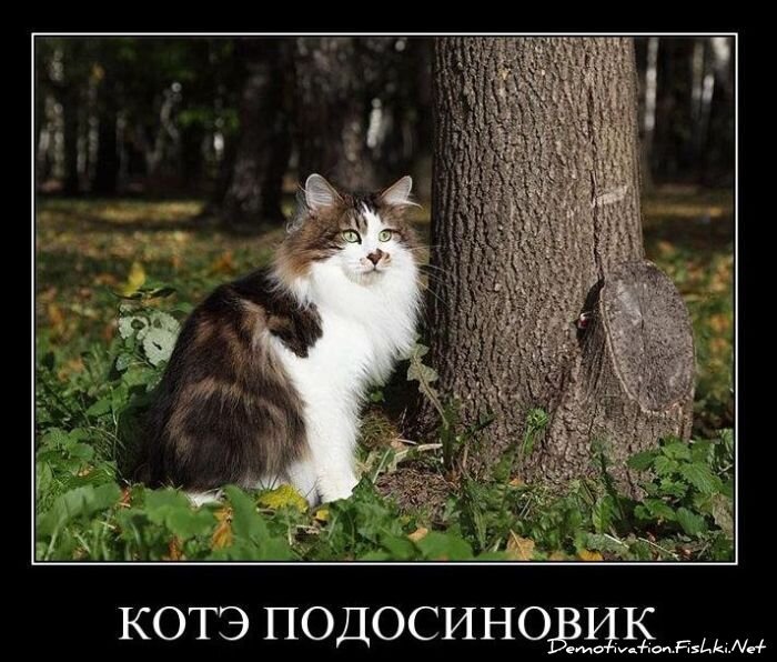 Смешной демотиватор от zubrilov за 19.01.2011 №65797