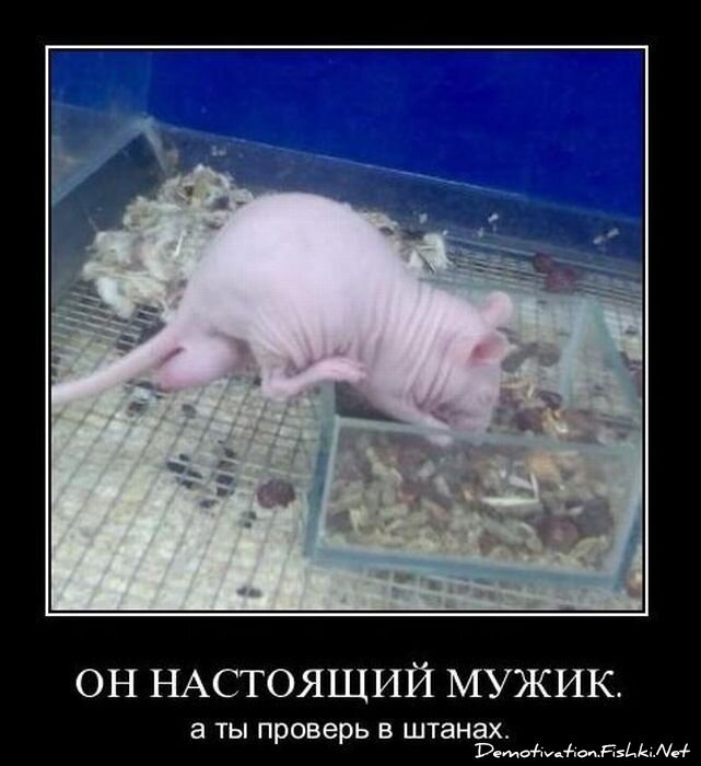 Смешной демотиватор от zubrilov за 19.01.2011 №65800