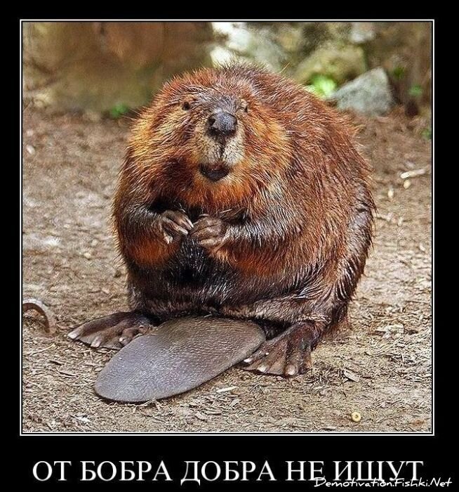 Смешной демотиватор от zubrilov за 19.01.2011 №65804