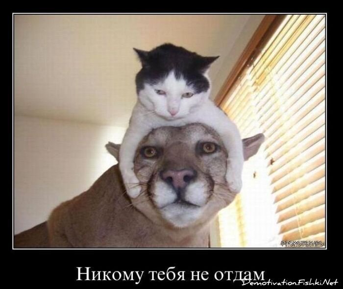 Смешной демотиватор от zubrilov за 19.01.2011 №65805