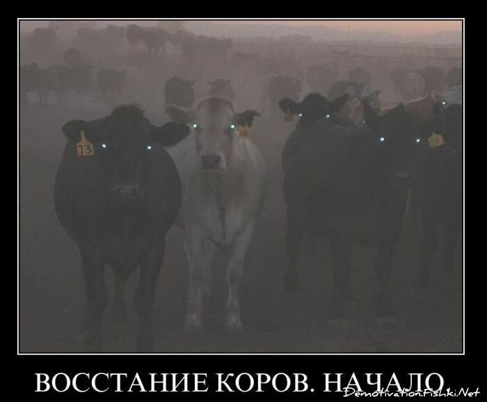 Смешной демотиватор от zubrilov за 19.01.2011 №65809