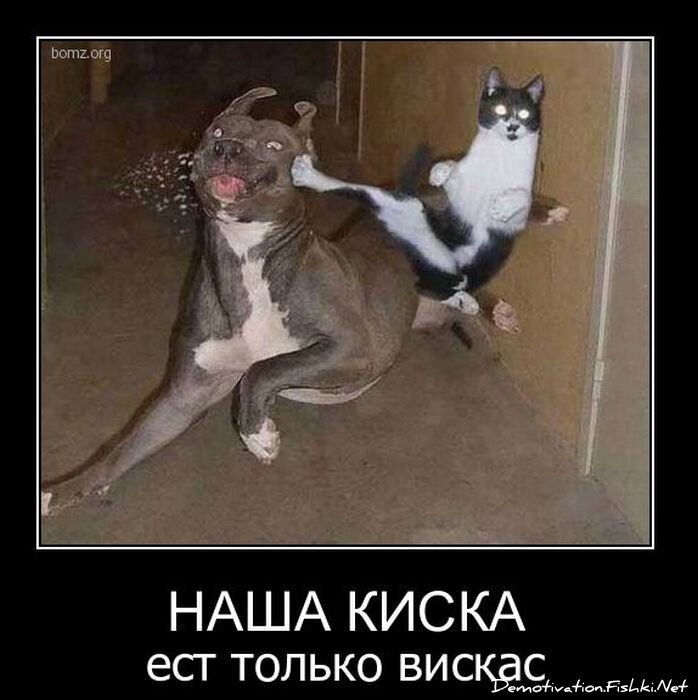 Демотиватор