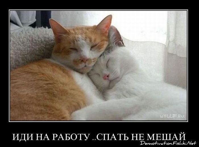 Смешной демотиватор от zubrilov за 19.01.2011 №65828