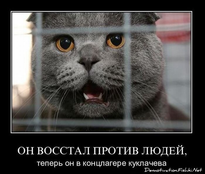 Смешной демотиватор от zubrilov за 19.01.2011 №65875