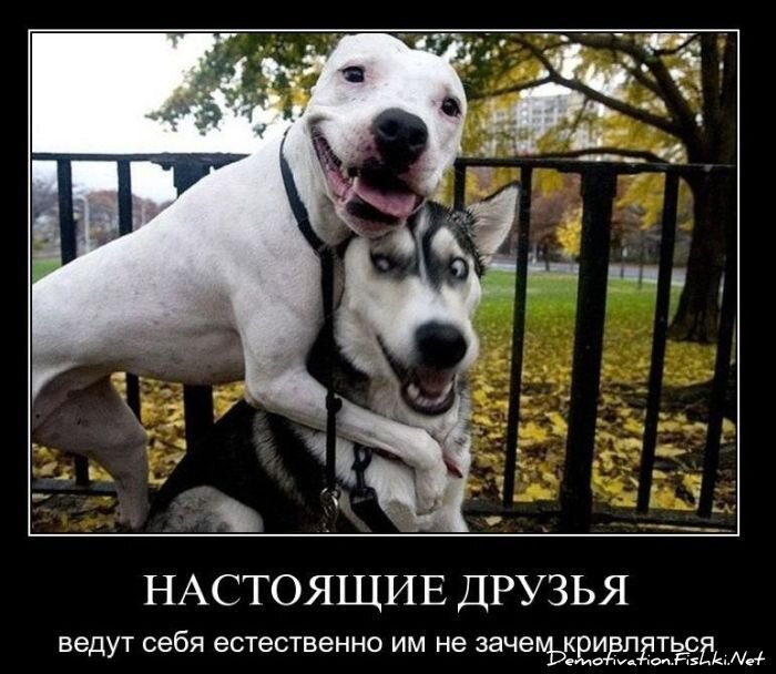 Смешной демотиватор от zubrilov за 19.01.2011 №65876