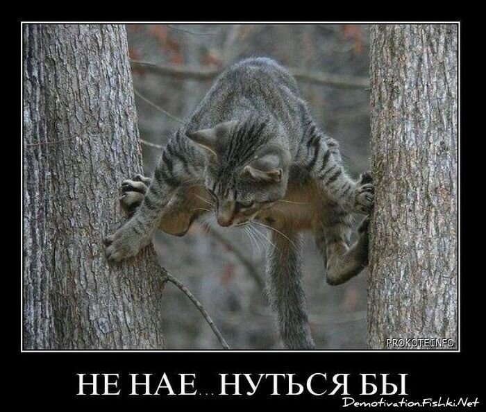 Демотиватор