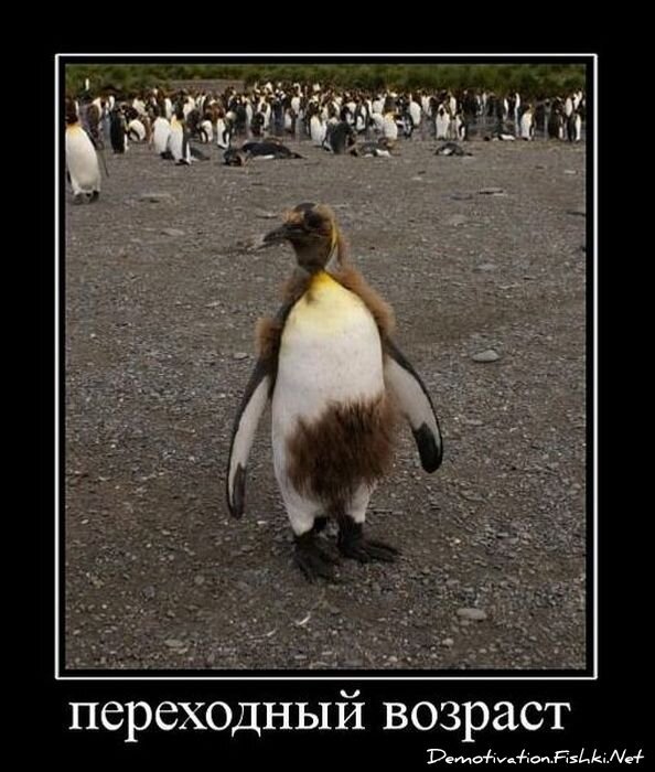 Смешной демотиватор от zubrilov за 26.01.2011 №66382