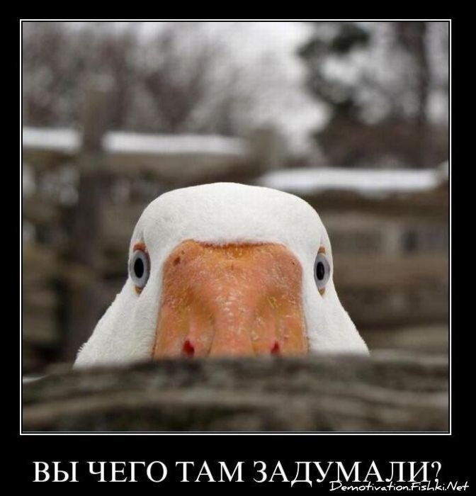 Смешной демотиватор от zubrilov за 26.01.2011 №66424