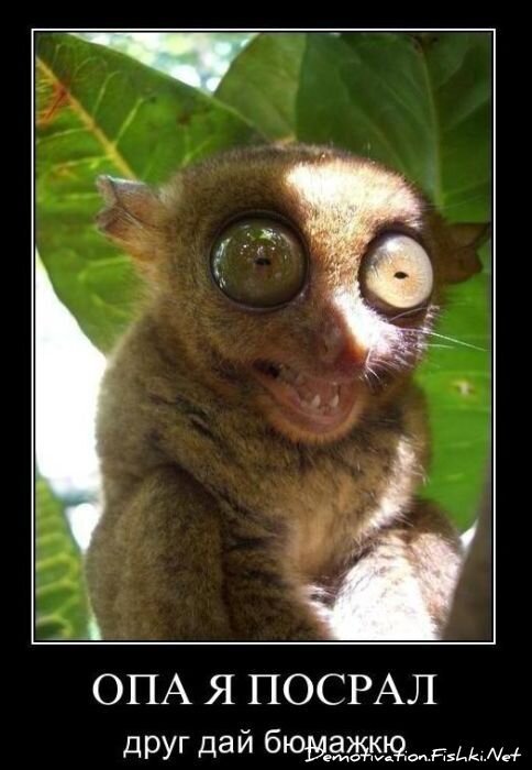 Смешной демотиватор от zubrilov за 28.01.2011 №66648