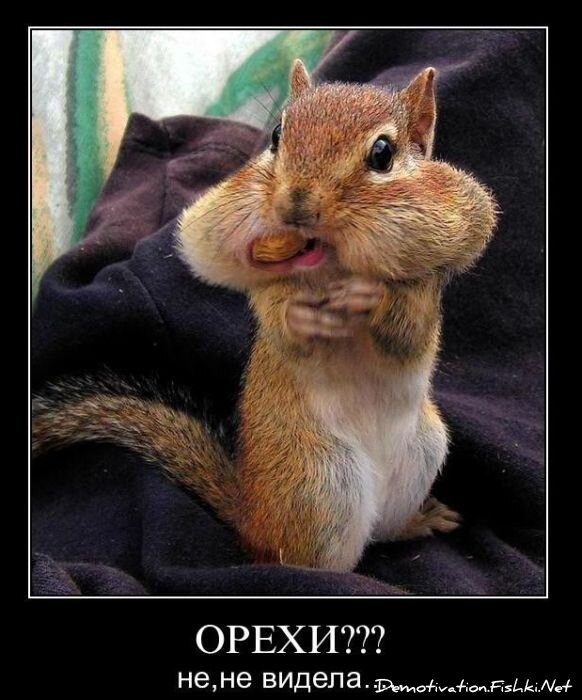 Смешной демотиватор от zubrilov за 28.01.2011 №66652