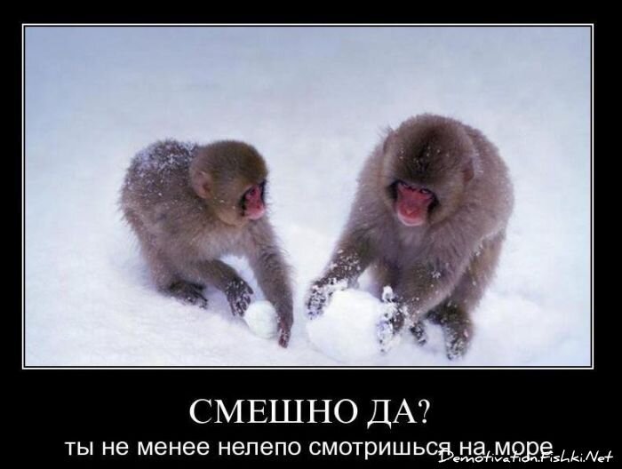Смешной демотиватор от zubrilov за 28.01.2011 №66654