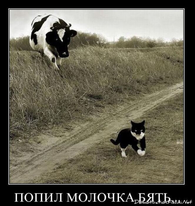 Смешной демотиватор от zubrilov за 28.01.2011 №66657