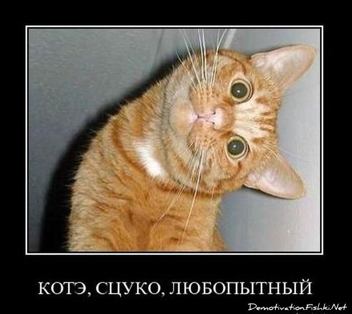 Смешной демотиватор от zubrilov за 28.01.2011 №66703