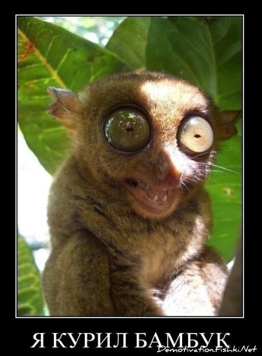 Смешной демотиватор от zubrilov за 28.01.2011 №66708