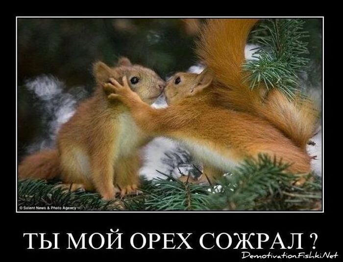 Смешной демотиватор от zubrilov за 02.02.2011 №67136