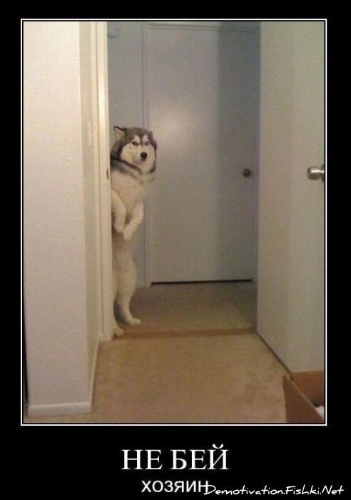 Смешной демотиватор от zubrilov за 02.02.2011 №67154