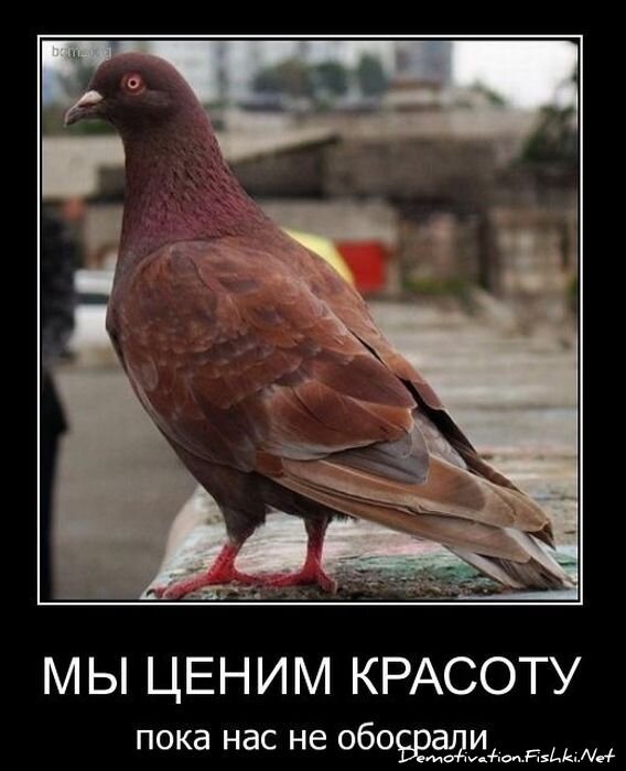 Смешной демотиватор от zubrilov за 02.02.2011 №67163