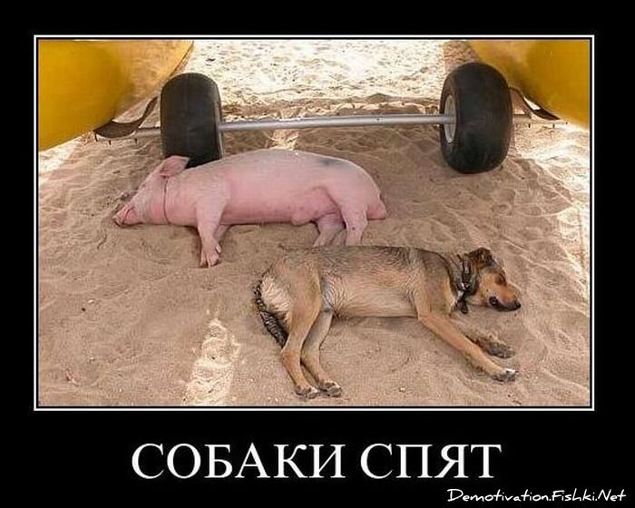 Смешной демотиватор от zubrilov за 02.02.2011 №67188