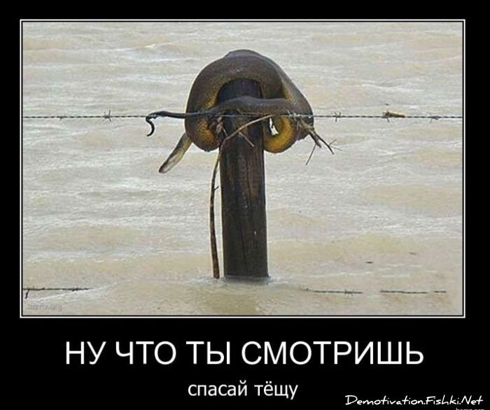 Смешной демотиватор от zubrilov за 02.02.2011 №67204