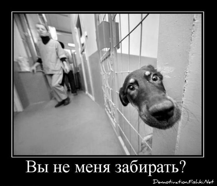 Смешной демотиватор от zubrilov за 02.02.2011 №67219