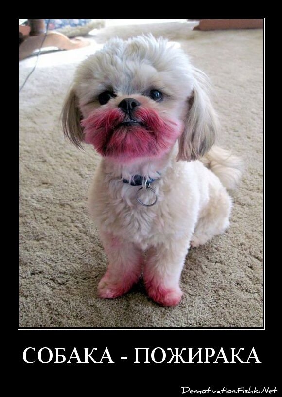 собака - пожирака