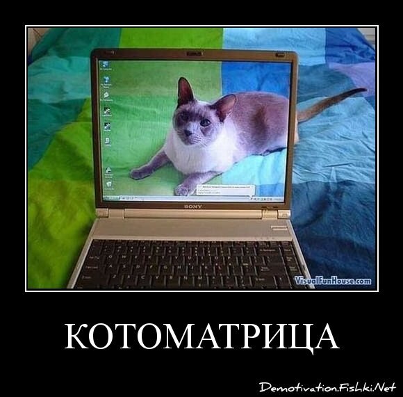 Котоматрица