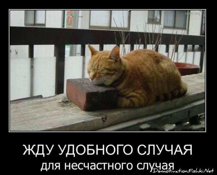 Смешной демотиватор от zubrilov за 11.02.2011 №68234