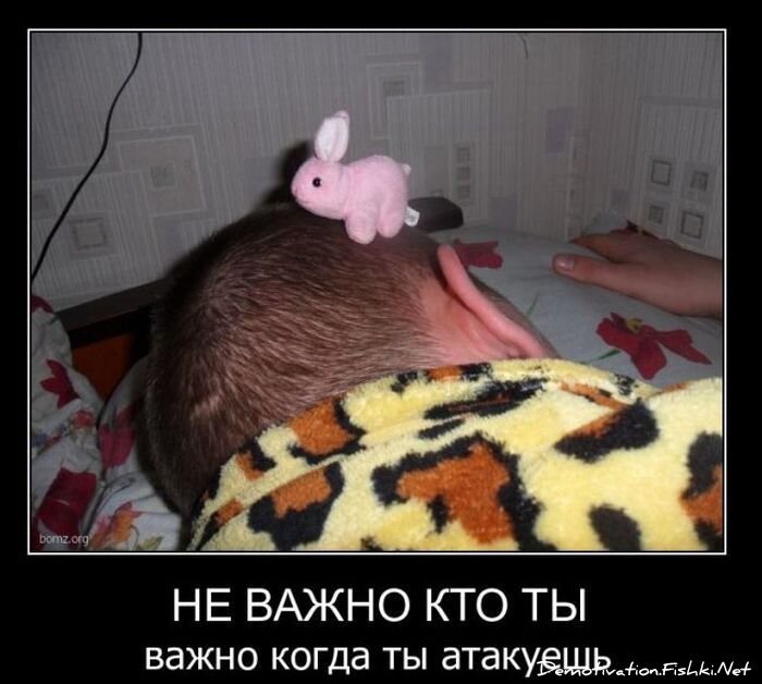 Смешной демотиватор от zubrilov за 11.02.2011 №68249