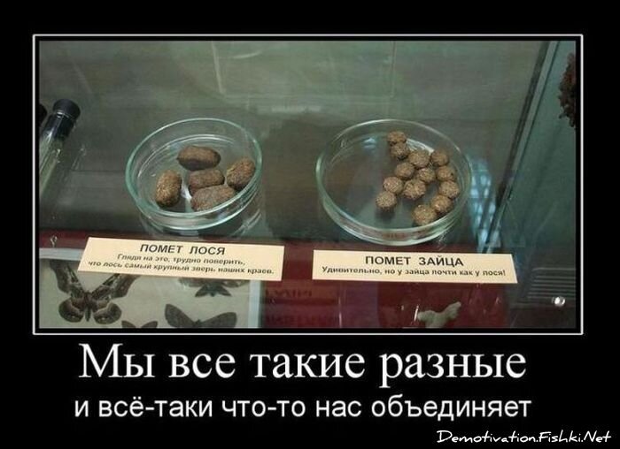 Смешной демотиватор от zubrilov за 11.02.2011 №68255