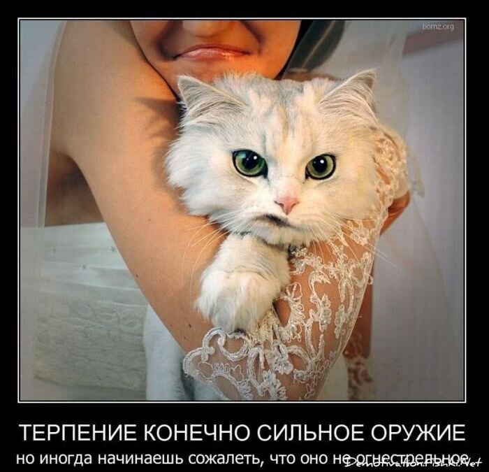 Смешной демотиватор от zubrilov за 11.02.2011 №68266