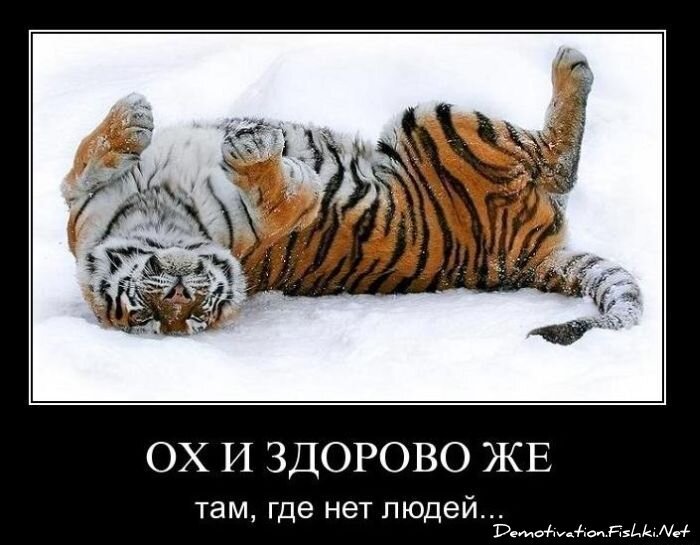 Смешной демотиватор от zubrilov за 11.02.2011 №68309