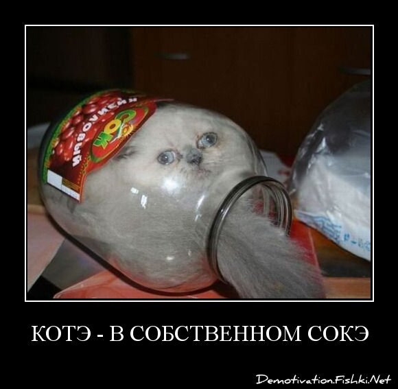 котэ - в собственном сокэ