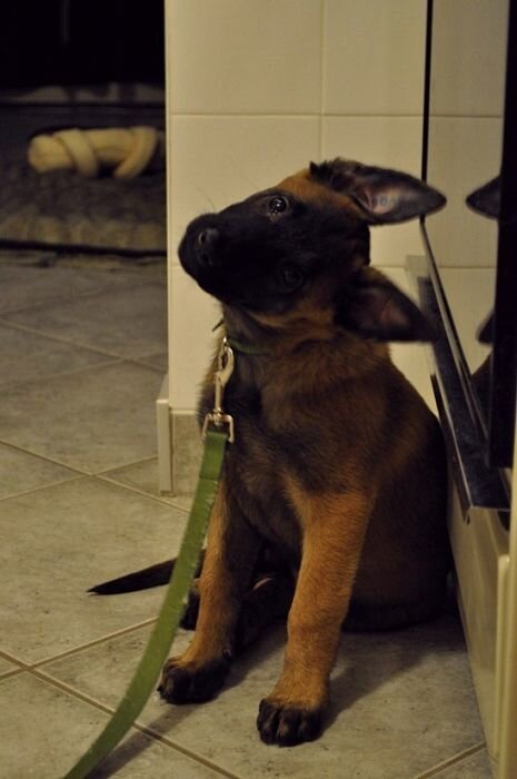 Прикольные фото и картинки от zubrilov за 15.02.2011 №68541