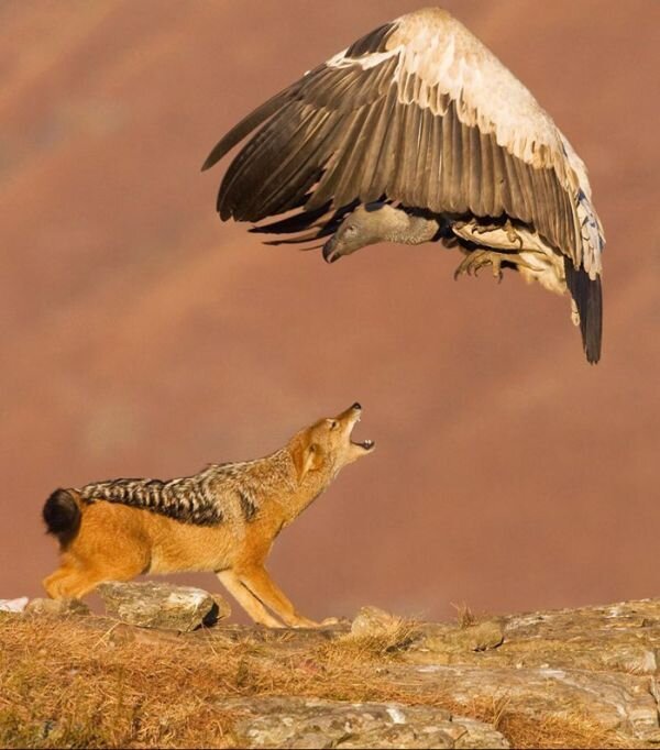 Прикольные фото и картинки от zubrilov за 16.02.2011 №68589