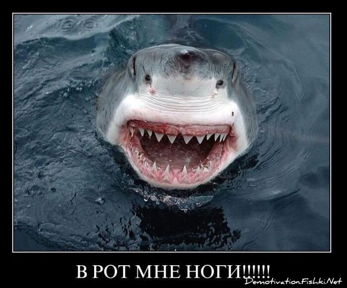 Смешной демотиватор от zubrilov за 16.02.2011 №68783