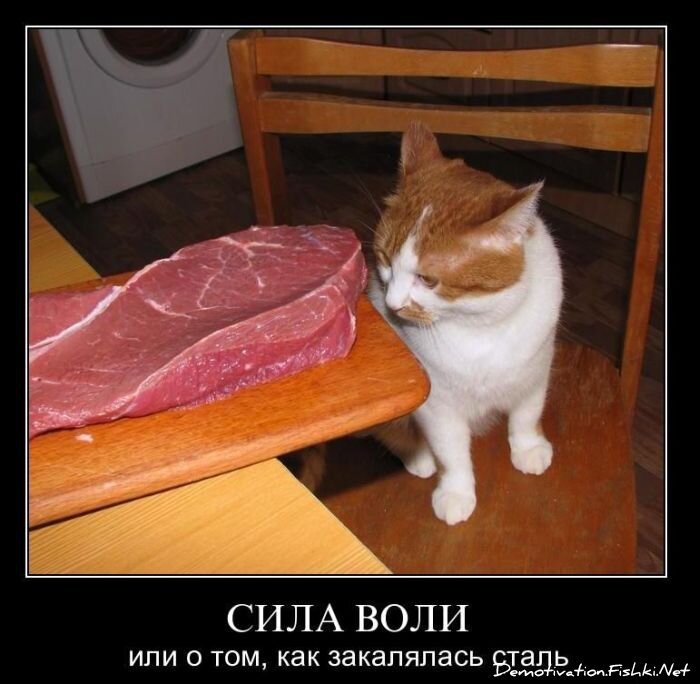 Смешной демотиватор от zubrilov за 16.02.2011 №68810