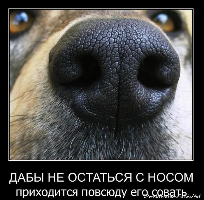 Смешной демотиватор от zubrilov за 16.02.2011 №68868