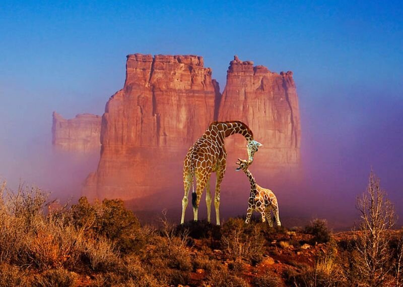 Прикольные фото и картинки от zubrilov за 18.02.2011 №68989