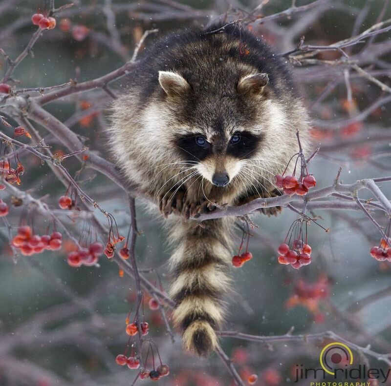 Прикольные фото и картинки от zubrilov за 18.02.2011 №68992