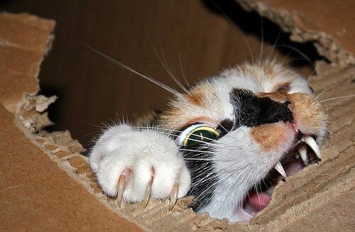 Прикольные фото и картинки от zubrilov за 18.02.2011 №68998