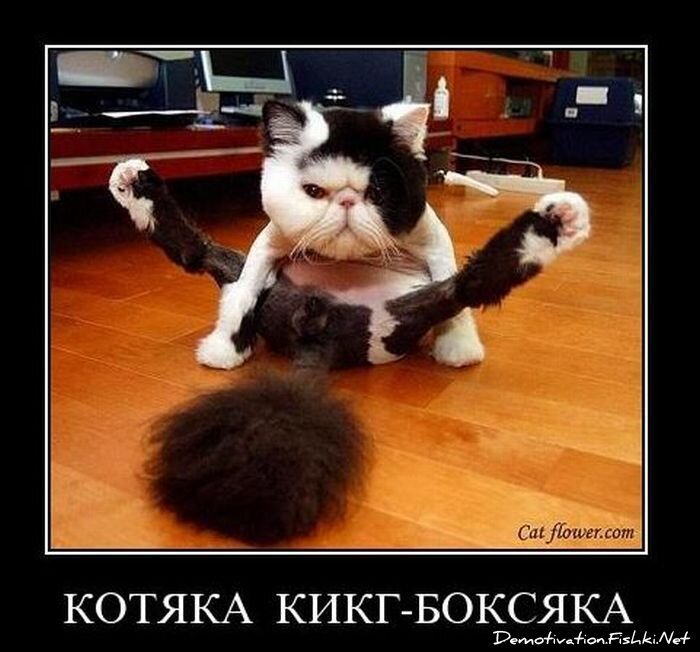 Смешной демотиватор от zubrilov за 22.02.2011 №69372