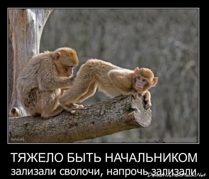 Смешной демотиватор от zubrilov за 02.03.2011 №69958