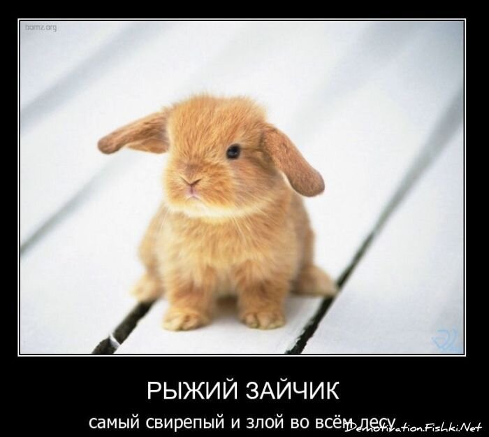 Демотиватор